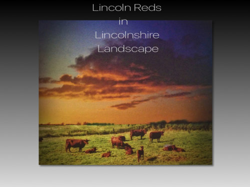 Lincoln Reds in Lincolnshire Landscape
