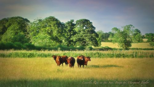 Lincoln Reds in the Sunshine