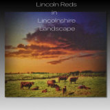 Lincoln Reds in Lincolnshire Landscape