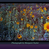 Sunflower photograph by Margaret Taylor