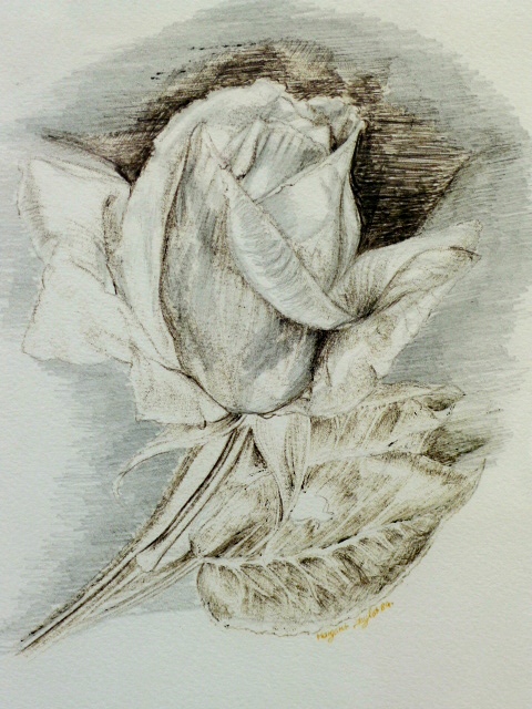 Drawing of Rose