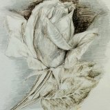 Drawing of Rose