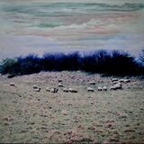 Sheep on the Lincolnshire Wolds