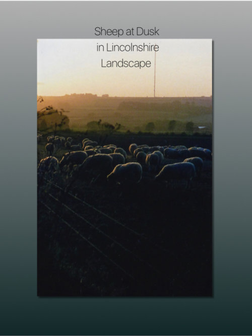 Sheep at Dusk in Lincolnshire Landscape by Margaret Taylor