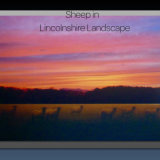 Sheep in Lincolnshire Landscape