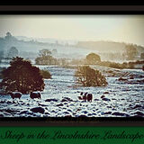 Sheep in the Lincolnshire Landscape by Phil Taylor