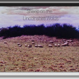 Sheep on the Lincolnshire Wolds