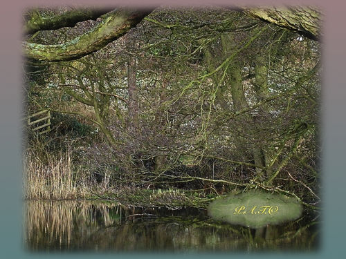 'The Pond' Photo by Phil Taylor
