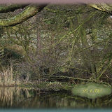 'The Pond' Photo by Phil Taylor