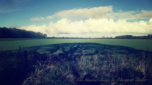 The Tree Shadow