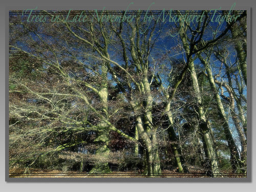 Trees in Late November