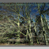 Trees in Late November