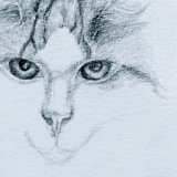 Drawing of Felix