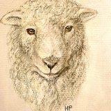 Portraits of Sheep and Farm Animals