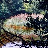 'Reflection' Image by Phil Taylor