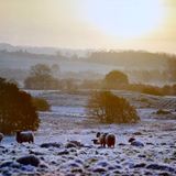 Sheep in the Frost Photograph by Phil Taylor