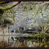 'The Pond' Photo by Phil Taylor