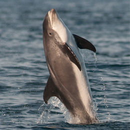 White-beaked Dolphin