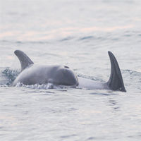 White-beaked Dolphins