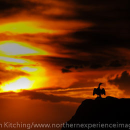 Sunset, Farne Islands
