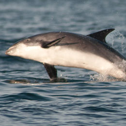 White-beaked Dolphin