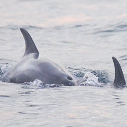 White-beaked Dolphins, Northumberland