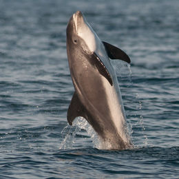 White-beaked Dolphin, Northumberland