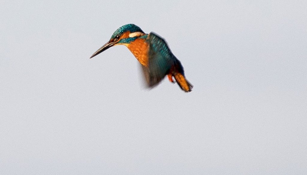 Kingfisher