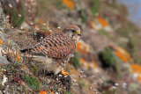 21537AC Kestrel
