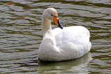 22435AC Whooper Swan