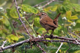 22775AC Wren