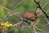 22778AC Wren