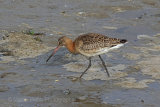 24373AC Black-tailed Godwit