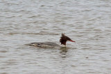 24504ACC Goosander