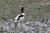 24575AC Shelduck