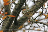24584ACC Goldcrest