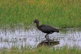 24765A Glossy Ibis