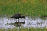 24771A Glossy Ibis