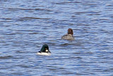24828AC Goldeneye