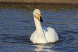 24915AC Whooper Swan