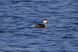 25000AC Slavonian Grebe