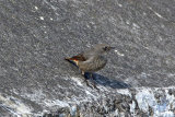 25021AC Black Redstart