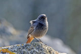 25030AC Black Redstart