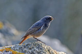 25031AC Black Redstart