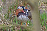 25097AC Mandarin Duck