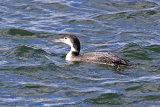 25156AC Great Northern Diver