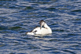25164AC Great Northern Diver