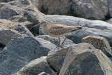 25209AC Hudsonian Whimbrel