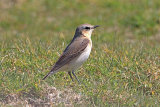 25400AC Northern Wheatear