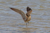 25413AC Whimbrel